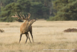 Red Deer - Edelhert