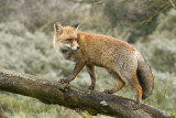 Red Fox - Vos