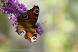 Peacock butterfly - Dagpauwoog  