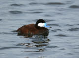 Ruddy Duck - Rosse Stekelstaart