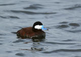 Ruddy Duck - Rosse Stekelstaart