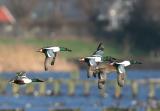 Northern shoveler - Slobeend