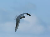   Black-headed Gull - Kokmeeuw