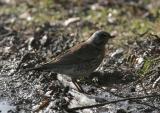 Fieldfare - Kramsvogel