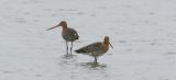 Black-tailed Godwit - Grutto