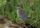 Green Heron - Groene Reiger