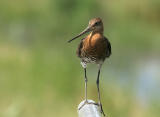 Black-tailed Godwit - Grutto