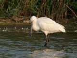 Eurasian Spoonbill - Lepelaar