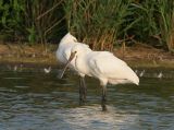 Eurasian Spoonbill - Lepelaar