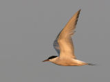 Common Tern - Visdief