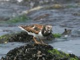 Turnstone - Steenloper