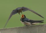 Barn Swallow - Boerenzwaluw