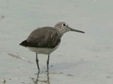 Green Sandpiper - Witgat