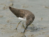 Green Sandpiper - Witgat