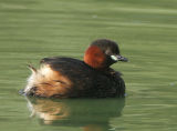 Little Grebe - Dodaars