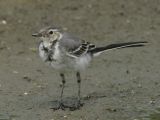 White Wagtail - Witte Kwikstaart