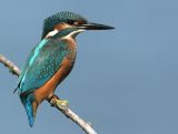 Kingfisher - IJsvogel