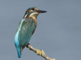 Kingfisher - IJsvogel