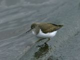 Common Sandpiper - Oeverloper