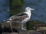 Great Black-backed Gull - Grote Mantelmeeuw