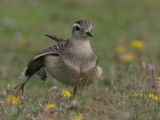 Dotterel - Morinelplevier