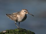 Dunlin - Bonte Strandloper