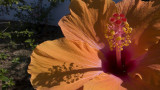 Big orange flower