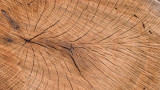 Cut Log