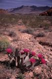 Cactus in flower Death Valley