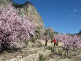 Almond blossom, Bellula Costa Blanca