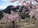 Backlit almond blossom