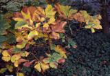 Autumnal chestnut leaves