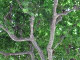 Plane tree
