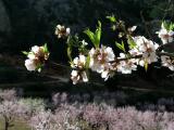 Almond blossom, Sella, Spain
