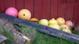 Lofoten still life