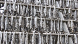 Drying cod.jpg