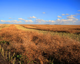 Field of Canola