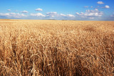 Prairie Fields