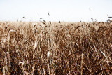 Golden Field