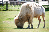 Albino