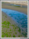 Tide Pool Algae