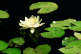 statuary reflecting pool