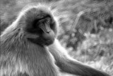 female gelada baboon