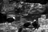 tufted puffins