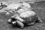 galapogose tortoise - male