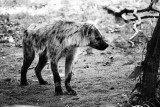 spotted hyena up close