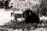the king with one of his cubs