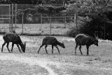Bongo antelope group