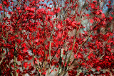 end of autumn 2