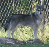 Click on Picture to See More of Foxxy, A toy Alaskan Klee Kai